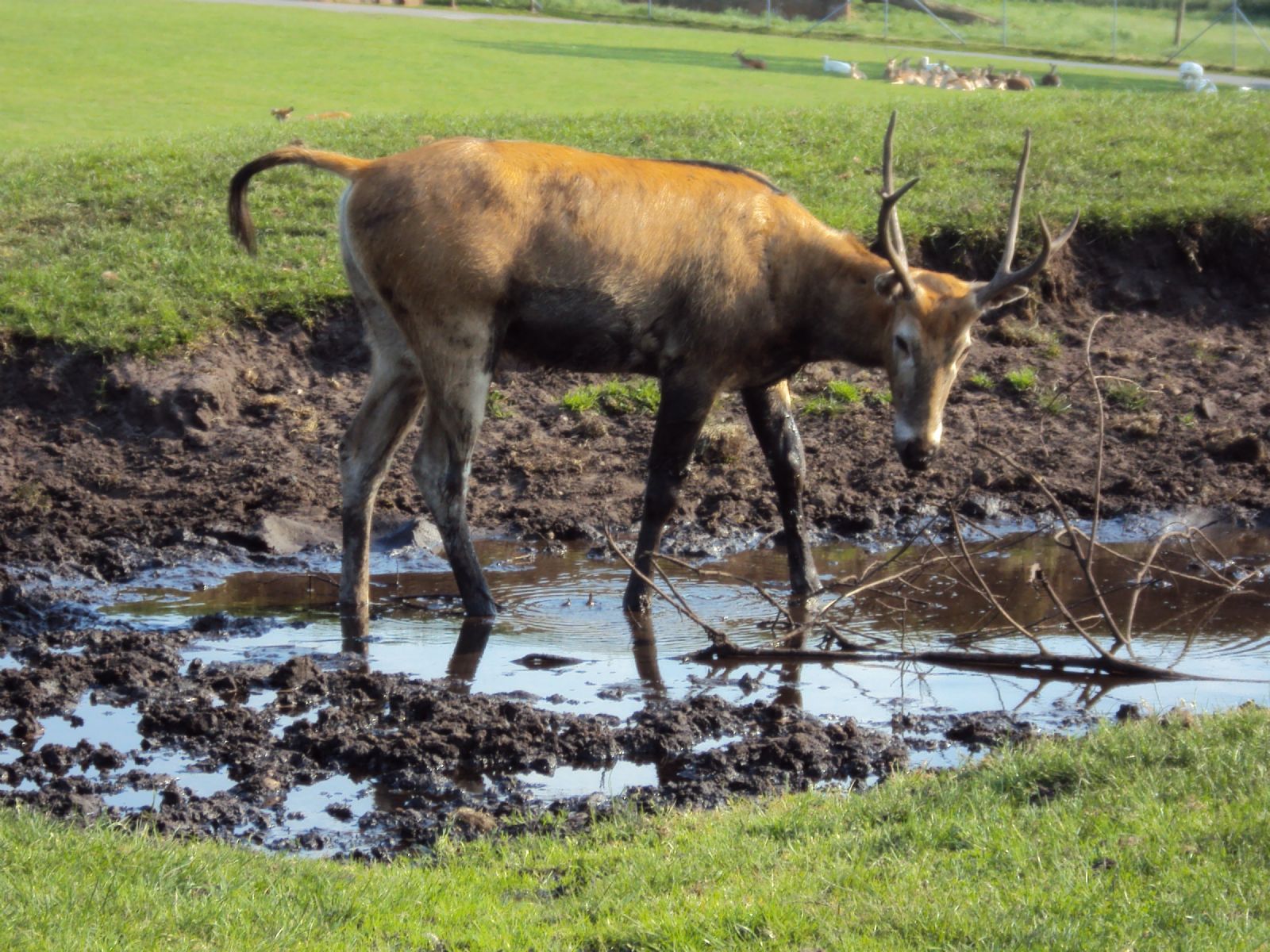 West Midland Safari Park